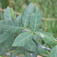 Ichnocarpus frutescens (L.) W.T.Aiton